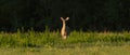 Female white tailed deer looking at camera with evening light Royalty Free Stock Photo