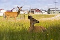 Female white-tailed deer lying in wild flowers with second female deer standing