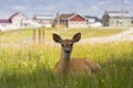Female white-tailed deer lying in wild flowers staring intently