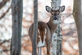 Female white-tailed deer Odocoileus virginianus in a Wisconsin woods Royalty Free Stock Photo