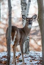 Female white-tailed deer Odocoileus virginianus in a Wisconsin woods