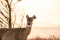 Female white-tailed deer standing alert with beautiful golden light at sunset.