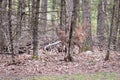 A white tailed deer standing in the trees. Royalty Free Stock Photo