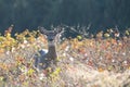 White-tailed Deer Standing in Meadow Royalty Free Stock Photo