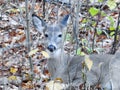 Female white tailed deer in woods Royalty Free Stock Photo