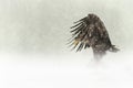 Female White-tailed Eagle in heavy snow Royalty Free Stock Photo