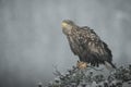 Female White-tailed Eagle in heavy snow