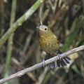 Female White-tailed Robin