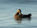 Female White-winged Scoter Royalty Free Stock Photo