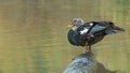 Female White-winged wood duck perching on a log