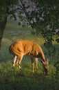 Female Whitetail Deer (Odocoileus virginianus)