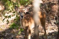 Female Whitetailed Fawn