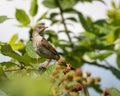 Female whitethroat