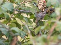 Female Whitethroat Warbler