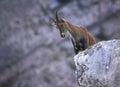 Female wild alpine, capra ibex, or steinbock Royalty Free Stock Photo