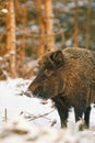 Female wild boar