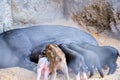 Female wild boar feeds her cubs in the zoo enclosure Royalty Free Stock Photo