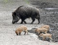 wild boar family Royalty Free Stock Photo