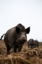 Female wild boar Royalty Free Stock Photo