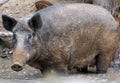 Female wild boar Royalty Free Stock Photo