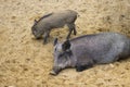 Female Wild boar, Sus scrofa, is laying on the sand and her small cub is next to her. Hrizontal with copy space for Royalty Free Stock Photo