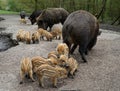 Sounder wild boars Royalty Free Stock Photo