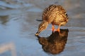 Female wild duck Anas platyrhynchos. Mallard drinking water on the ice Royalty Free Stock Photo
