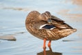 Female wild duck Anas platyrhynchos. Mallard preening its feathers. Royalty Free Stock Photo