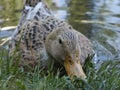 Female wild duck portrait in the lake Royalty Free Stock Photo