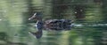 Female wild duck. Portrait at sunrise of a duck with reflection in green water. Long cover or social media Royalty Free Stock Photo