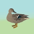 Female wild duck vector