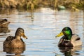 Female wild mallard duck and a drake swim in a pond Royalty Free Stock Photo