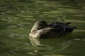 A female wild mallard duck on the green water pond Royalty Free Stock Photo