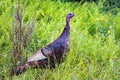 Female wild turkey close up portrait in summer in the wild Royalty Free Stock Photo