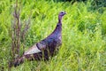 Female wild turkey close up portrait in summer in the wild