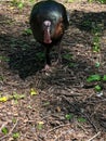 Female wild turkey at nature center Royalty Free Stock Photo