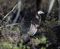 Female Wild Turkey Royalty Free Stock Photo