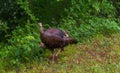 Female wild turkey walking with one chick peeking out from behind Royalty Free Stock Photo