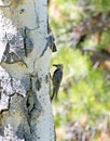 Female Williamson's Sapsucker Woodpecker