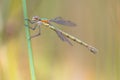 Female Willow emerald damselfly Royalty Free Stock Photo