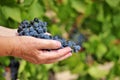 Female winegrower`s hands holding grape cluster Royalty Free Stock Photo