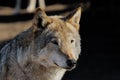 Female wolf Royalty Free Stock Photo