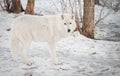 Female wolf Royalty Free Stock Photo