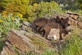 Female wolf Canis lupus and two pups