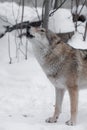 Female she-wolf howls in winter in the forest