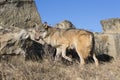 Female wolf licking chops