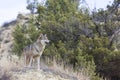 Female wolf looking over landscape Royalty Free Stock Photo