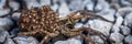 Female Wolf Spider With Babies Royalty Free Stock Photo