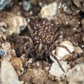 Female Wolf Spider With Babies Royalty Free Stock Photo