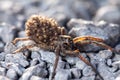 Female Wolf Spider With Babies Royalty Free Stock Photo